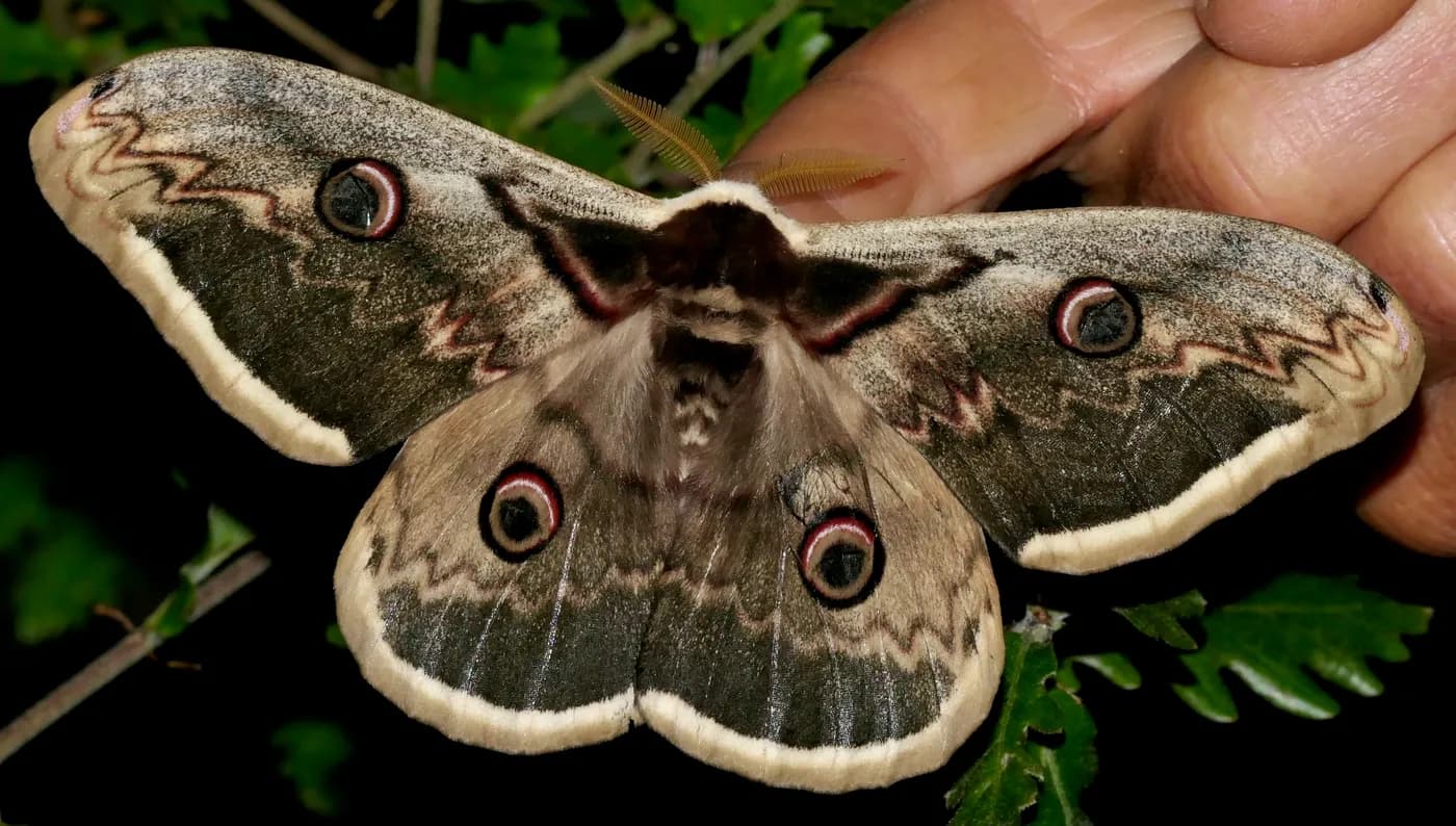 Павлиноглазка грушевая (Saturnia pyri) на руке человека — крупнейшая бабочка Европы
