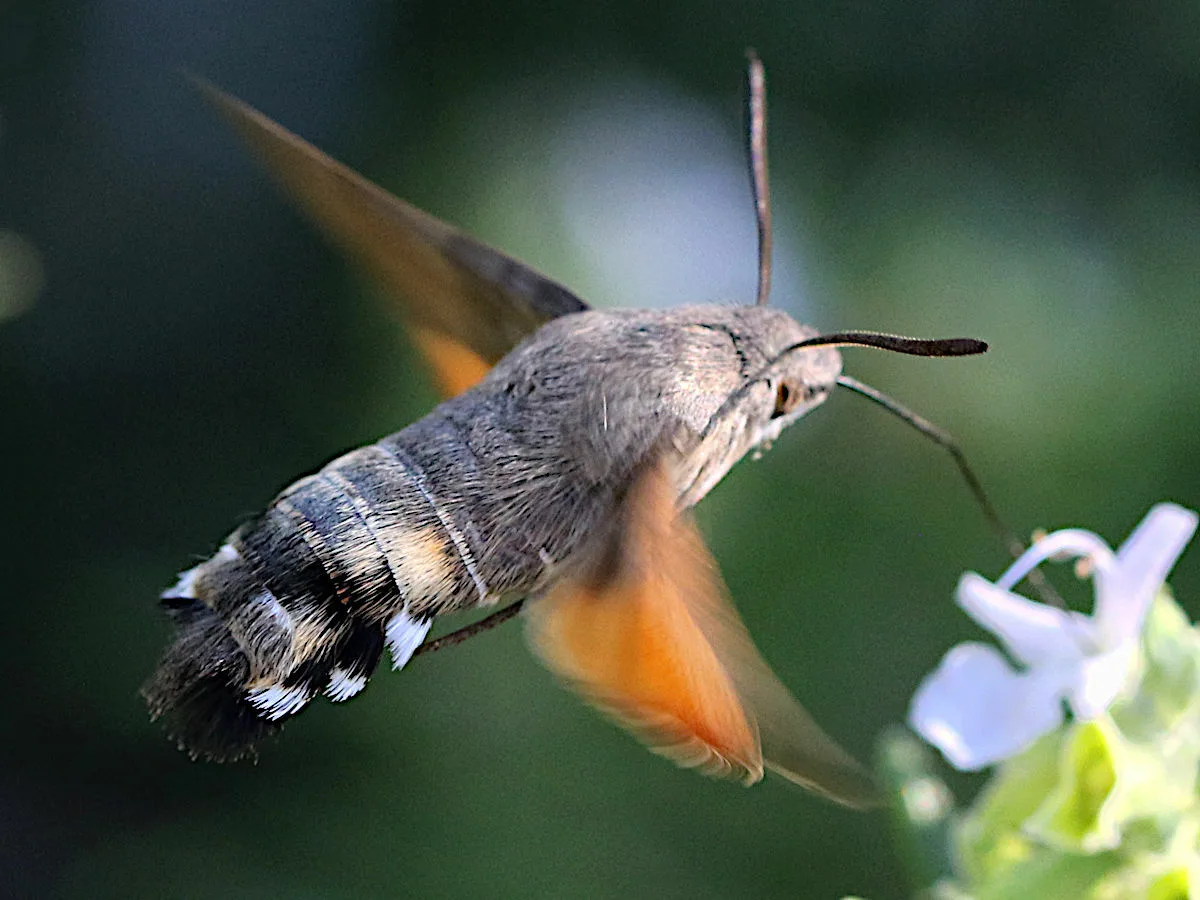Языкан обыкновенный (Macroglossum stellatarum) зависает над цветком в полёте, как колибри